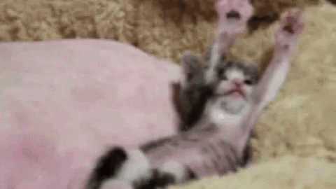 Котенок Проснулся Фото