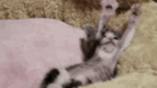 Kitten Stretch GIF - Kitten Stretch Stretching GIFs