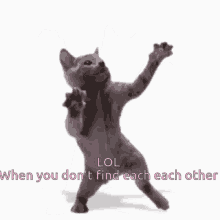 Cat Dansar GIF - Cat Dansar Lol GIFs