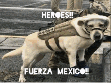 Fuerza Mexico Dogs GIF - Fuerza Mexico Dogs GIFs