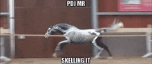 a skeleton horse is running in a fenced in area with a caption that says pdj mr skelling it