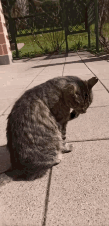 a cat is sitting on a patio and looking down