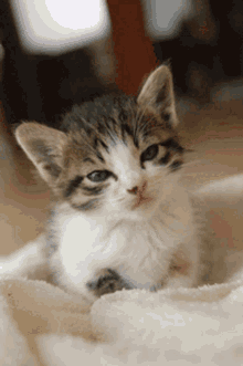 Kitten Kitty GIF - Kitten Kitty Sleep Time GIFs