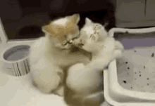 Dier GIF - Cat Massage GIFs