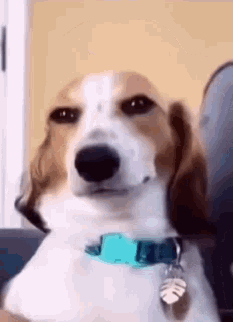 Goggie Gif: New Friend? - I Has A Hotdog - Dog Pictures - Funny pictures of  dogs - Dog Memes - Puppy pictures - doge