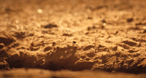 meerkat-hello.gif
