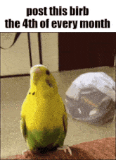 Monthly Essica GIF - Monthly Essica Birb GIFs