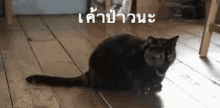 แมว ป่าว GIF - Cat Shake Head No GIFs