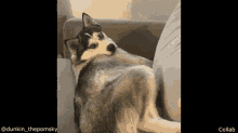 Dog Husky GIF - Dog Husky Eye Roll GIFs