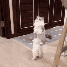 Cute Cat And Dog GIF - Cute Cat And Dog Play Fight GIFs
