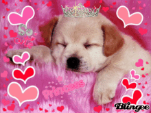 Happy Valentine Day Princess GIF