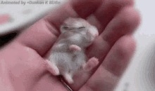 Mouse Baby Mouse GIF