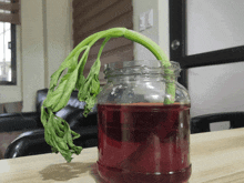 a jar filled with red liquid and a plant in it