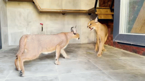 Baby Floppa Floppa GIF - Baby Floppa Floppa Caracal - Discover
