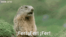 a ground squirrel is standing in the grass with its mouth open and says fer !