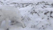 Climbing Up National Geographic GIF - Climbing Up National Geographic A Friendly Arctic Fox Greets Explorers GIFs