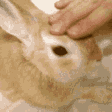 pet rabbit