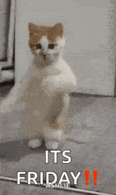 a cat is standing on its hind legs in front of a mirror and dancing .