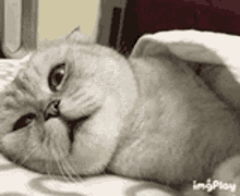 Cat Catsleeping GIF - Cat Catsleeping Sleeo GIFs