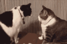 Cats Stare GIF - Cats Stare Fight GIFs