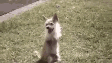 Dancing Dog GIF