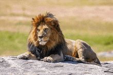 a lion laying on top of a rock in the grass