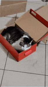 Cat Box GIF - Cat Box What'S Up GIFs