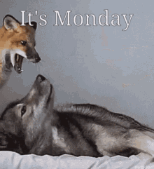 Monday Wolf GIF - Monday Wolf Fox GIFs