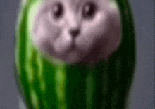a close up of a watermelon with a cat 's head on it .