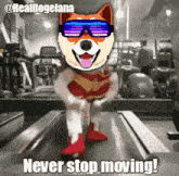 a dog wearing sunglasses and boxing gloves is running on a treadmill and says never stop moving