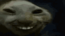 a close up of a cat 's face with a blurry background and a dark background .