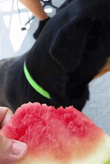Water Melon GIF - Water Melon Dog GIFs