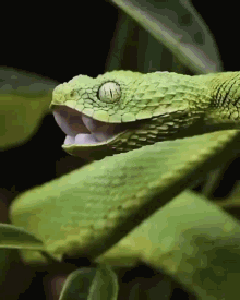 green snake wild amazing trending