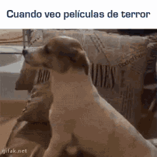 Cuando Veo Peliculas De Terror GIF - Dog Watch Tv GIFs