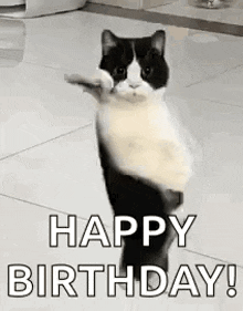 a black and white cat is standing on its hind legs and says `` happy birthday '' .