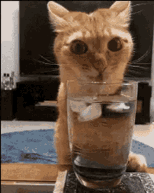 Cat Drink GIF