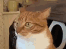 Cat What GIF - Cat What Glance GIFs