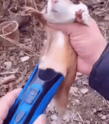 Hamster Meme GIF