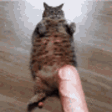 Cat Baguette GIF - Cat Baguette Catto GIFs