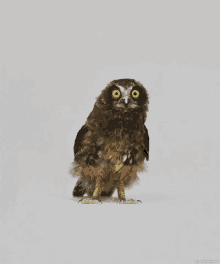 猫头鹰 东张西望 可爱 GIF - Owl Cute Look Around GIFs