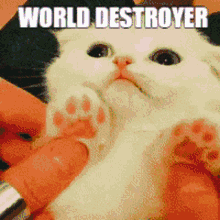 Cat Destroyer GIF - Cat Destroyer Angy GIFs