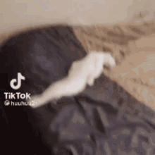 White Cat GIF - White Cat Sleeping GIFs