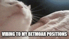 a white cat is laying on a bed with the words `` vibing to my betmoar positions '' written below it .