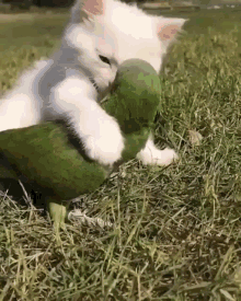 GIF