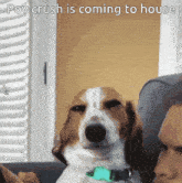 a brown and white dog is sitting next to a man on a couch and the caption says pov crush is coming to house