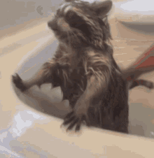 Bath Raccoon GIF - Bath Raccoon Unstank GIFs
