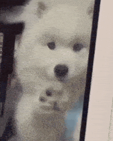 a small white dog is standing in front of a glass door