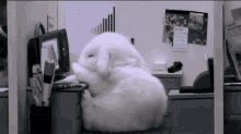 Bunny Office GIF