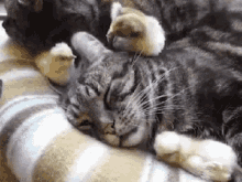 Chicks Sleeping GIF - Chicks Sleeping Cat GIFs