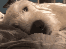 Labradoodle Cute GIF - Labradoodle Cute Dog GIFs